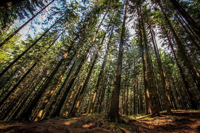 Carpathians in Romania: Piatra Craiului National Park with native Spanish guide. - The Cabana Curmatura break: more than a pause