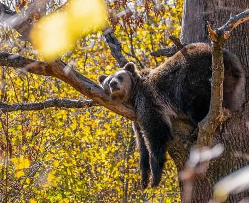 Cave Valley, Râșnov Fortress, Bran Castle & Bear Sanctuary - Key points to know before you go