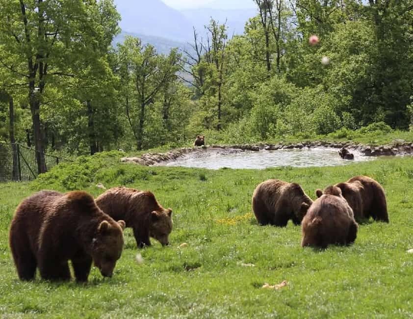 Cave Valley, Râșnov Fortress, Bran Castle & Bear Sanctuary - From Brașov by van: the day starts without friction