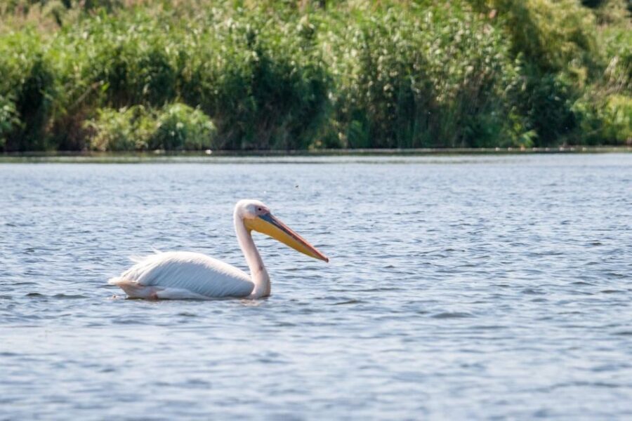 Danube Delta - 2-Day Tour from Bucharest - Tulcea on the Danube: the 7-hills port city stop you’ll remember