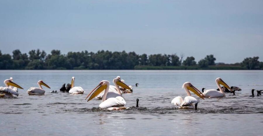 Danube Delta - 2-Day Tour from Bucharest - Price and value: is $505 per person worth it?