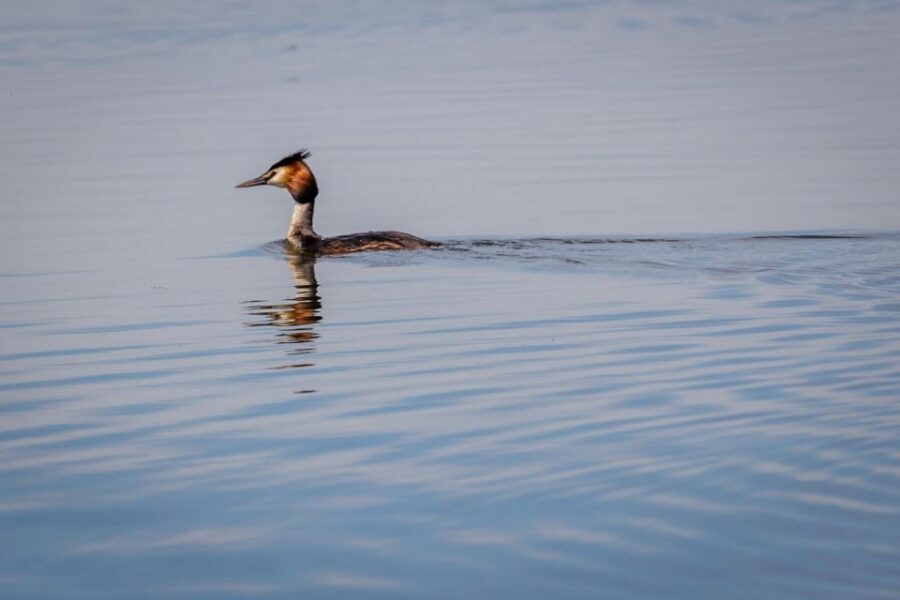 Danube Delta - 2-Day Tour from Bucharest - Constanța: a quick stop that adds texture to your Delta trip