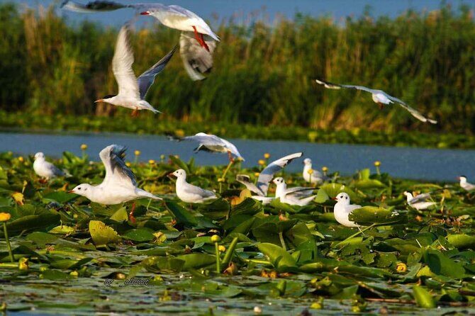 Danube Delta and Black See - 2 Days Private Tour from Bucharest - A 2-day mix of Black Sea stops and Danube Delta nature time