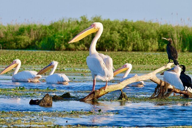 Danube Delta and Black See - 2 Days Private Tour from Bucharest - Day 2: the Danube Delta boat trip that turns wildlife into the itinerary