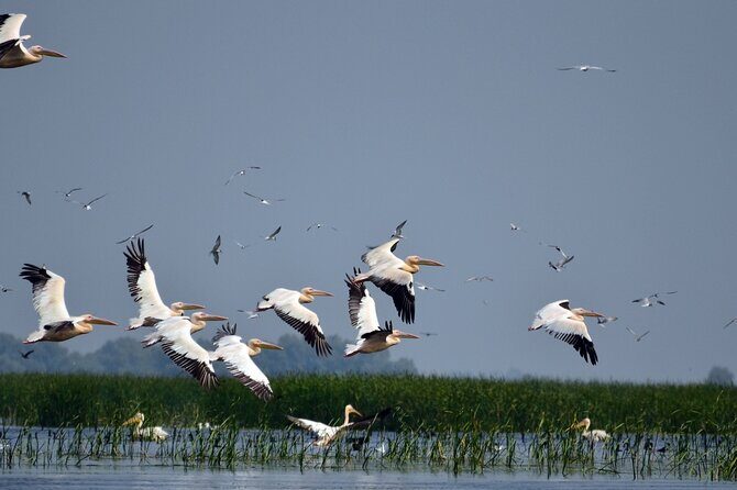 Danube Delta and Black See - 2 Days Private Tour from Bucharest - Who this tour suits best (and who should look elsewhere)
