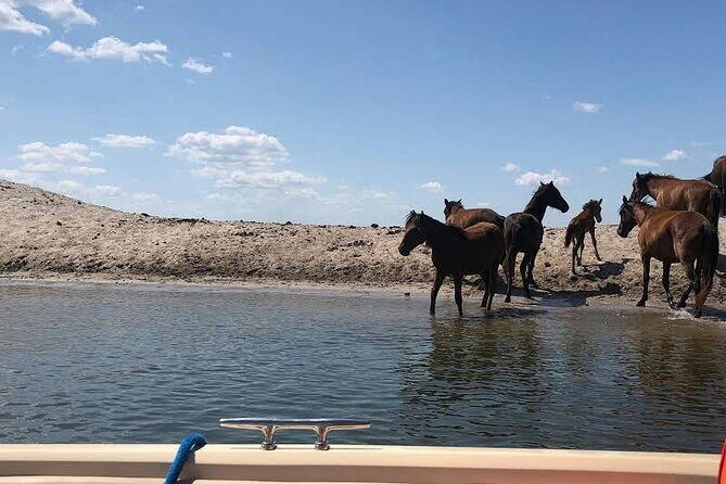 Danube Delta Boat Tour, departure from Tulcea - Letea Forest safari: wild horses, short walk time, and extra entry fees