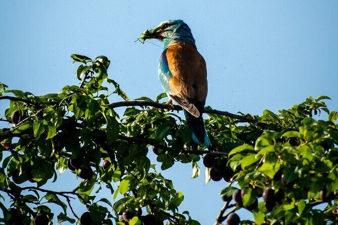 Danube Delta Boat Tour, departure from Tulcea - FAQ