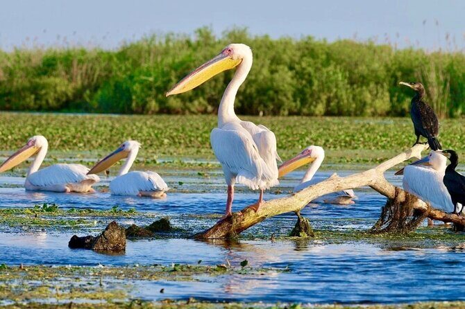 Danube Delta -Small group Tour- Boat Trip & Traditional Lunch - Danube Delta by boat: what your day feels like on the water