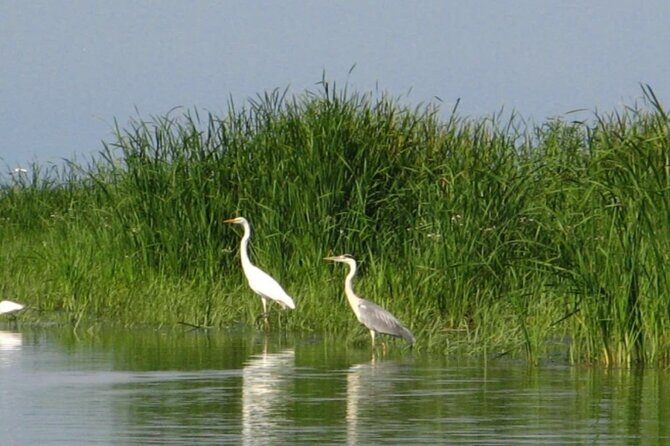 Danube Delta -Small group Tour- Boat Trip & Traditional Lunch - Pickup, timing, and small-group comfort in Bucharest
