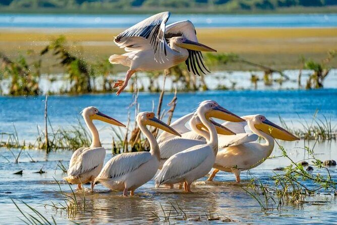 Danube Delta -Small group Tour- Boat Trip & Traditional Lunch - Traditional fish lunch: what to expect and what to pay