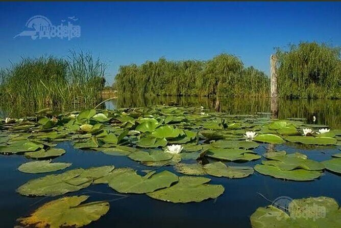Danube Delta -Small group Tour- Boat Trip & Traditional Lunch - When to go: birds in summer, birds in late autumn