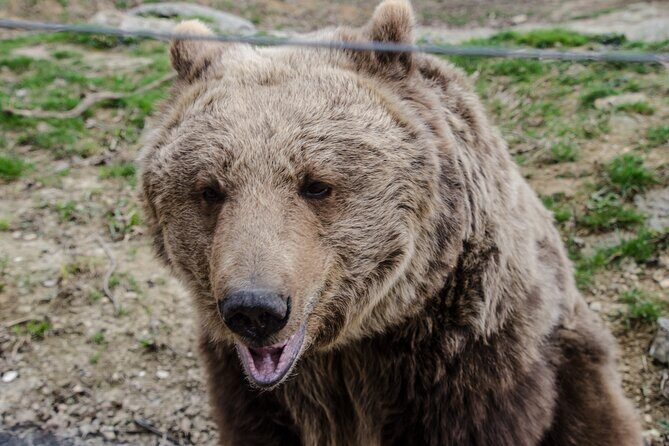 Day Trip Bear Sanctuary, Bran Castle, Rasnov Fortress from Brasov - Guide and Van Time: Why the English Commentary Matters