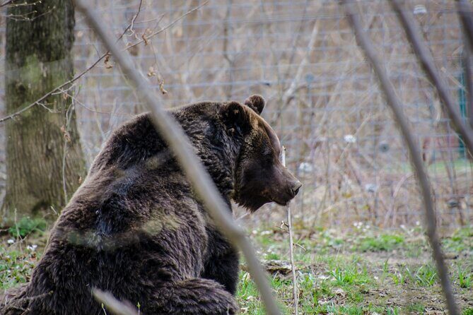 Day Trip Bear Sanctuary, Bran Castle, Rasnov Fortress from Brasov - Who This Day Trip From Brasov Fits Best