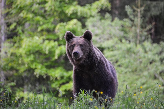 Day Trip & Bear Watching in the Land of Volcanoes - Getting to the Land of Volcanoes from Brasov