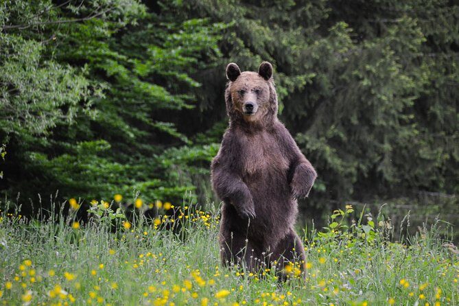 Day Trip & Bear Watching in the Land of Volcanoes - The morning start: central Brasov meeting point and pickup