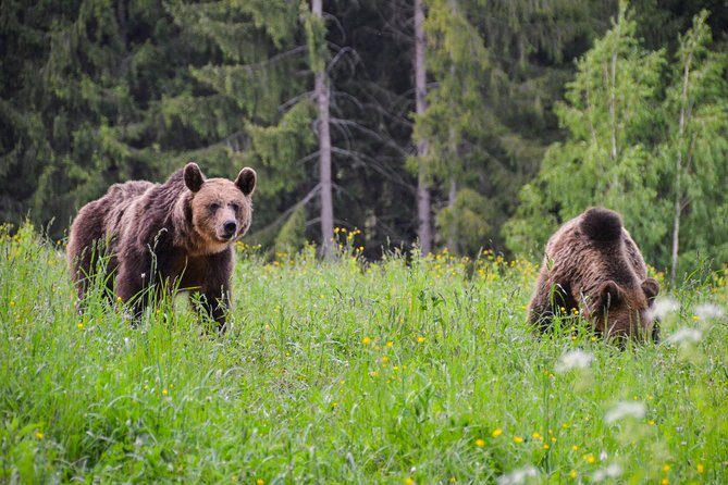 Day Trip & Bear Watching in the Land of Volcanoes - Saint Anna Lake: a crater lake walk with volcanic history