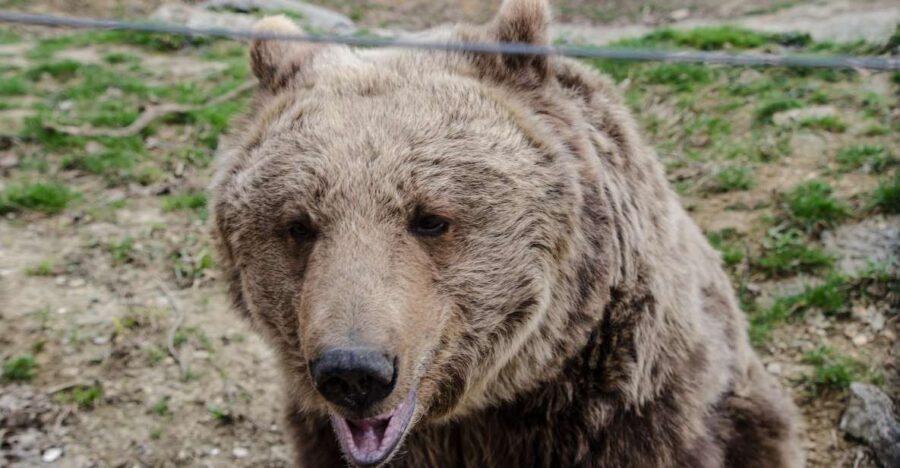 Day trip Bran Castle, Rasnov Fortress and Bear Sanctuary - Getting out of Brașov: van comfort and the route that makes sense