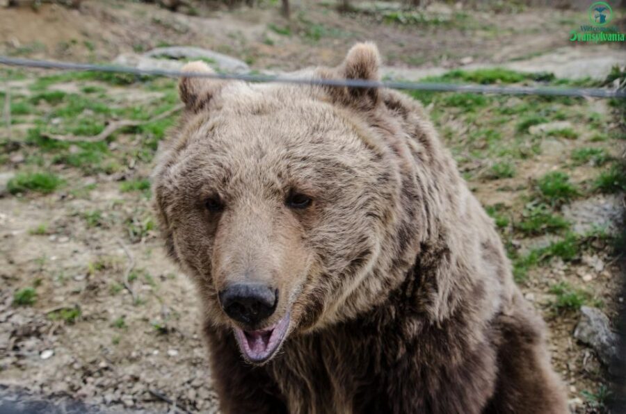Day trip Bran Castle, Rasnov Fortress and Bear Sanctuary - Bran Castle: Dracula vibes with a guided dose of history