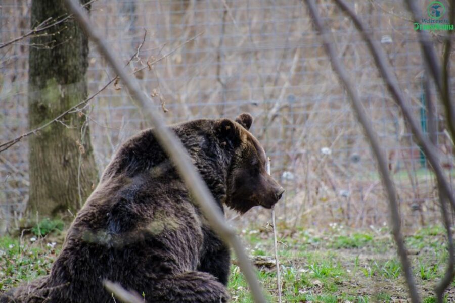 Day trip Bran Castle, Rasnov Fortress and Bear Sanctuary - Who should book this tour