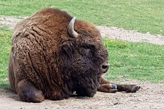 Day trip from Brasov: Bison reserve & traditional lunch - Key things I’d write on your checklist