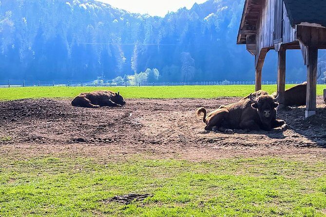 Day trip from Brasov: Bison reserve & traditional lunch - Why a bison reserve day trip feels like a real Carpathian escape