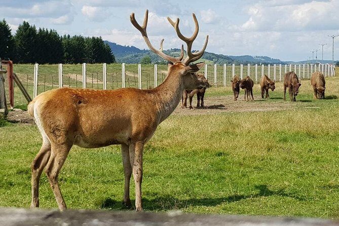 Day trip from Brasov: Bison reserve & traditional lunch - Valea Zimbrilor (Vama Buzaului) bison reserve: the main event