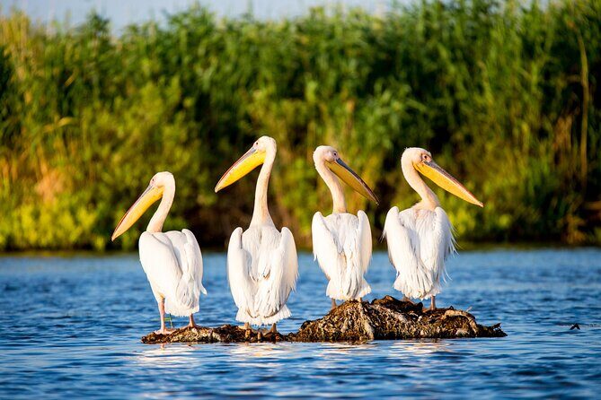 Day Trip from Bucharest to Danube Delta - Key Highlights to Know Before You Go