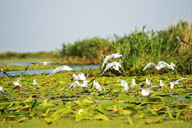 Day Trip from Bucharest to Danube Delta - The Drive Toward the Delta: Plan for 7–8 Hours of Transit