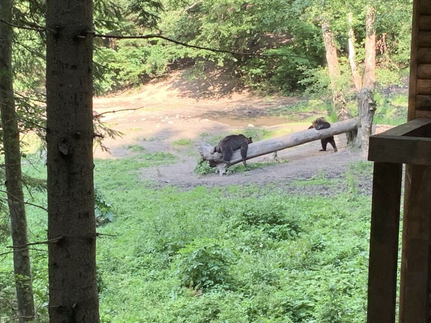 From Brasov: Bear Watching in the Wild ( 100 % ) - Ranger Rules First: Safety and Respect for Wildlife