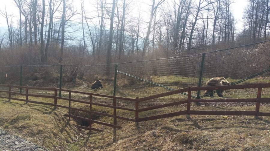 From Brasov: Libearty Bear Sanctuary Guided Tour - Key highlights you’ll care about
