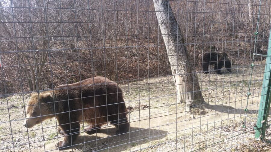 From Brasov: Libearty Bear Sanctuary Guided Tour - Who should book this tour, and who might prefer another plan