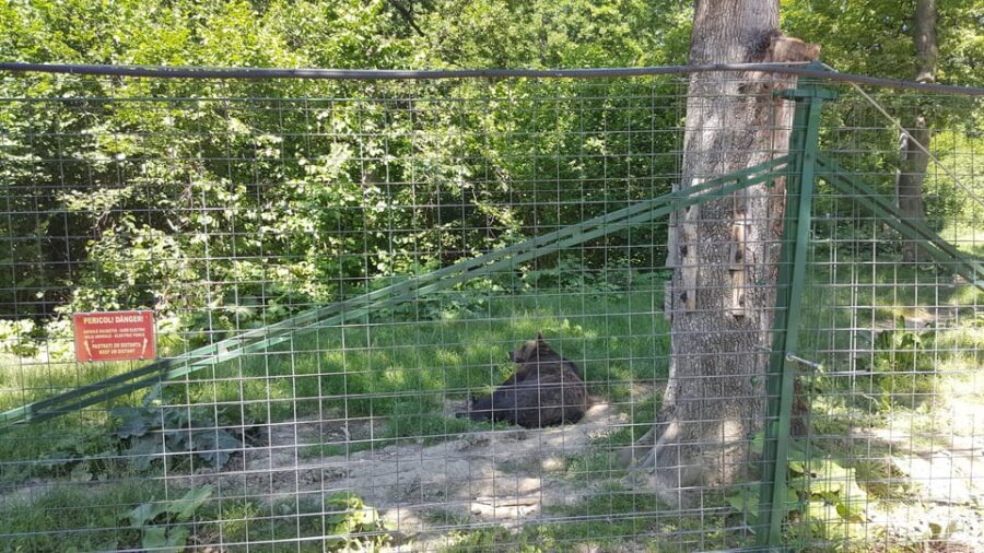 From Brasov: Libearty Bear Sanctuary Guided Tour - The sanctuary mission: why they insist it’s not a zoo