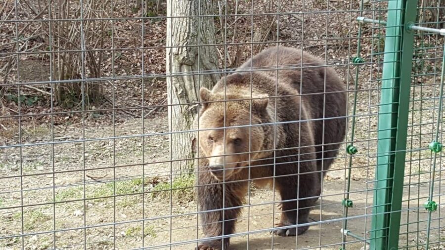 From Brasov: Libearty Bear Sanctuary Guided Tour - Spotting bears: realism, patience, and not getting distracted