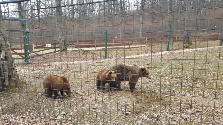 From Brasov: Libearty Bear Sanctuary Guided Tour - Guide time in English (and what to do if you want to hear everything)