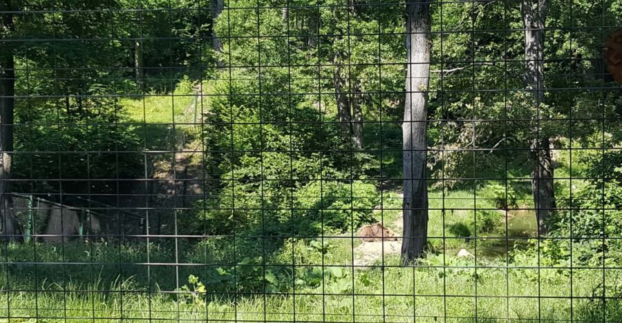 From Brasov: Libearty Bear Sanctuary Guided Tour - Photography rules and the photo-camera fee you should know about