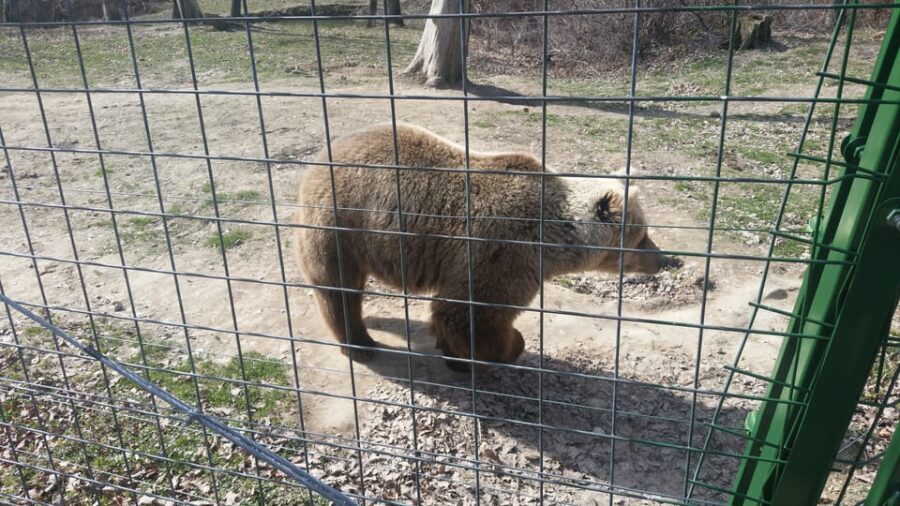 From Brasov: Libearty Bear Sanctuary Guided Tour - Price and value: is $92 a fair deal for a 3-hour sanctuary visit?