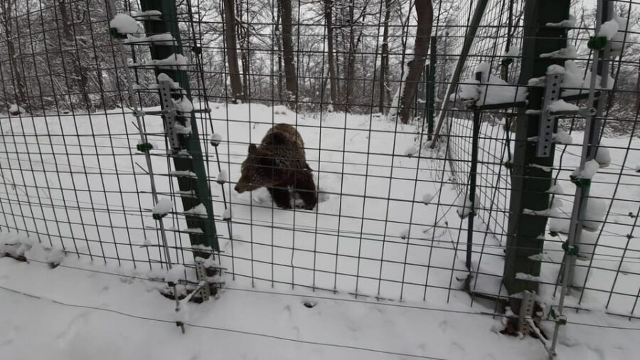From Brasov: Libearty Bear Sanctuary Guided Tour - Group size reality: what “small-group” means on the ground