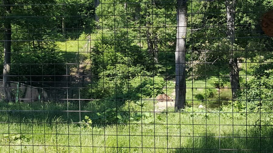 From Brasov: Libearty Bear Sanctuary Guided Tour - Entering Libearty: what that 2 km forest walk feels like