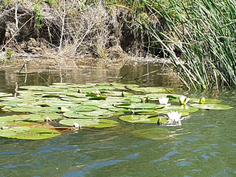 From Bucharest: 2-Day Danube Delta Wonders Small Group Tour - The 3-Hour Boat Tour From Murighiol: Where the Delta Shows Off