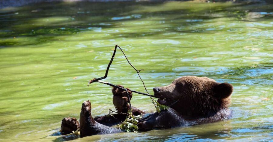 From Bucharest: Bear Sanctuary and Dracula Castle Day Tour - Key things I’d plan around