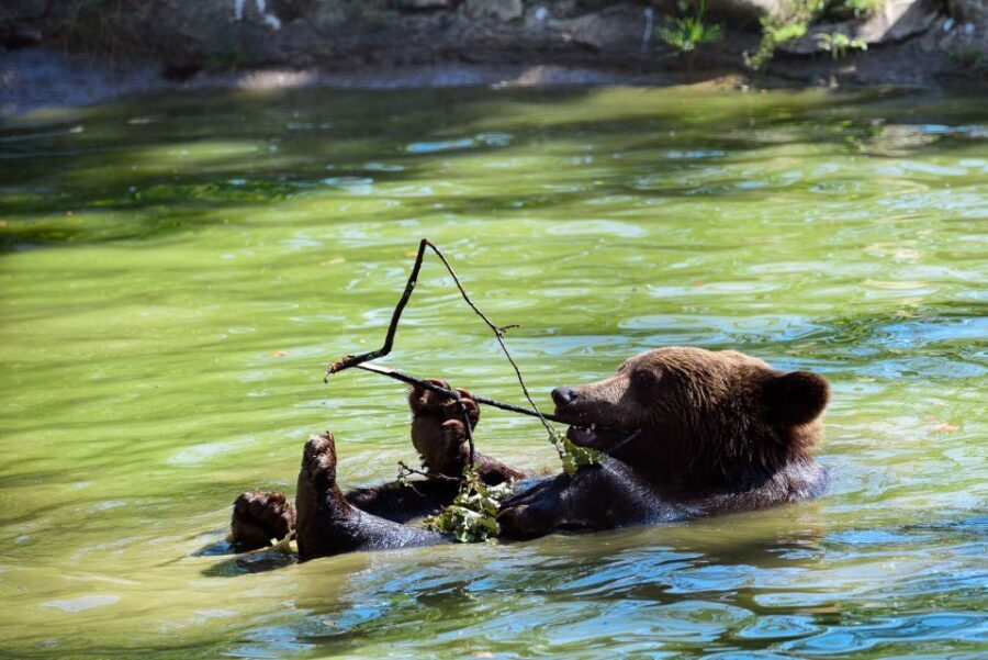 From Bucharest: Bear Sanctuary and Dracula Castle Day Tour - Libearty Bear Sanctuary near Zărnești: the 69 hectares that change the mood