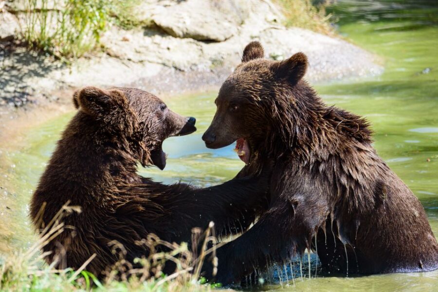 From Bucharest: Bear Sanctuary and Dracula Castle Day Tour - Price and value: is $346 fair for this mix?