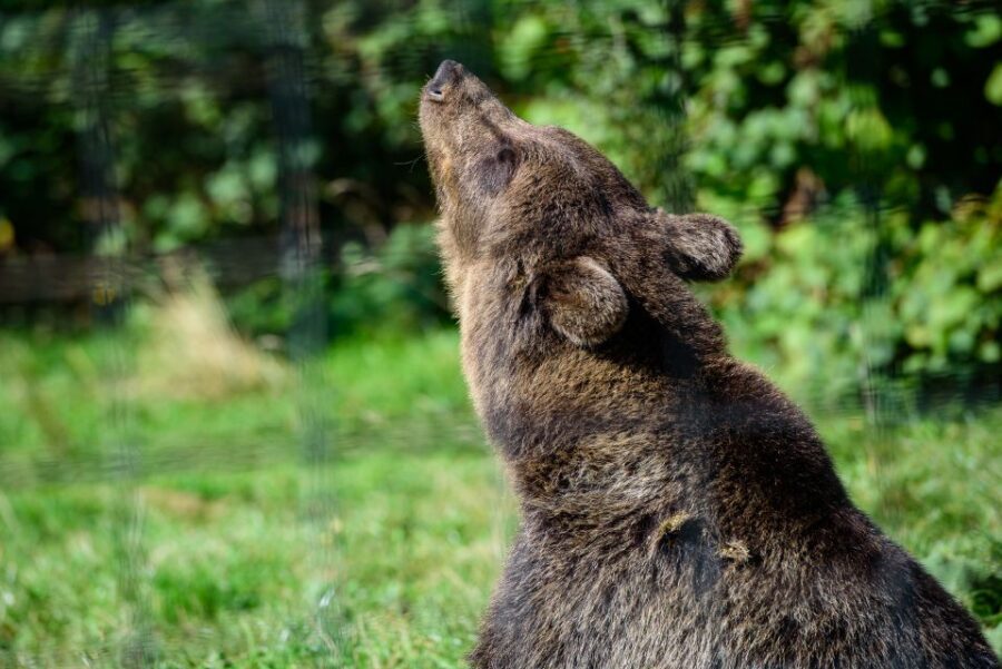 From Bucharest: Bear Sanctuary and Dracula Castle Day Tour - Bran Castle in real life: how you’ll meet Dracula the Impaler