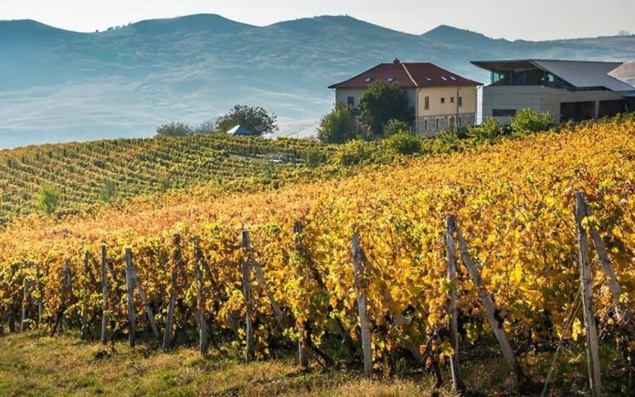 From Bucharest: Exclusive Dealu Mare Wine Tasting Tour - Key things that make this tour worth your time