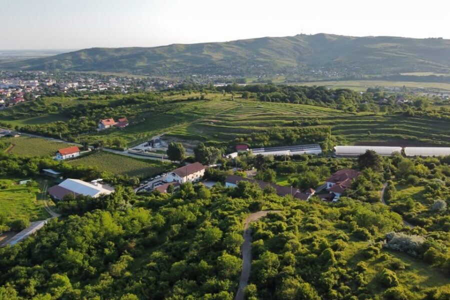 From Bucharest: Exclusive Dealu Mare Wine Tasting Tour - A Bucharest Day Trip to Dealu Mare’s 45th Parallel Reds