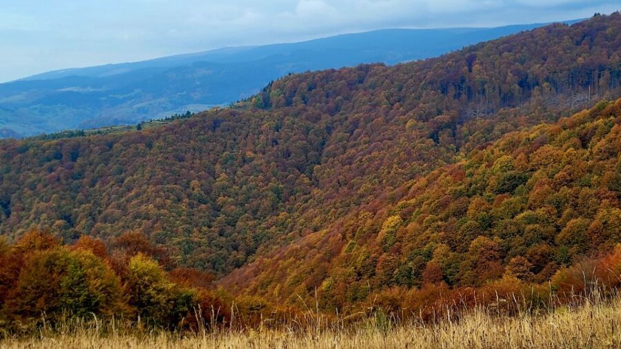 From Cluj-Napoca: Apuseni Mountains Hiking Guided Day Tour - Price and value: what $115 actually buys you