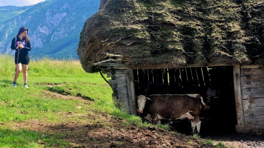 From Cluj-Napoca: Apuseni Mountains Hiking Guided Day Tour - From Posaga de Sus to Scarita: what the walking really feels like