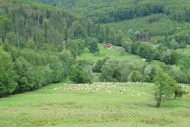 Half Day Tour to Bucovina Painted Monasteries - Voronet Monastery: Voronet Blue and the Last Judgment Frescos