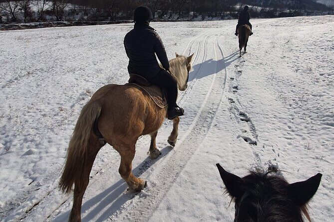 Horseback riding adventure tour through Brasov landscape - Trail Time in Transylvania: Fields, Hills, and Wildlife Moments