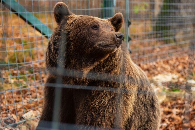 Legends&Wildlife Awaits: Dracula's Castle & Bear Sanctuary - Stop 2: Bran Castle—Dracula’s Castle with real architecture and stairs